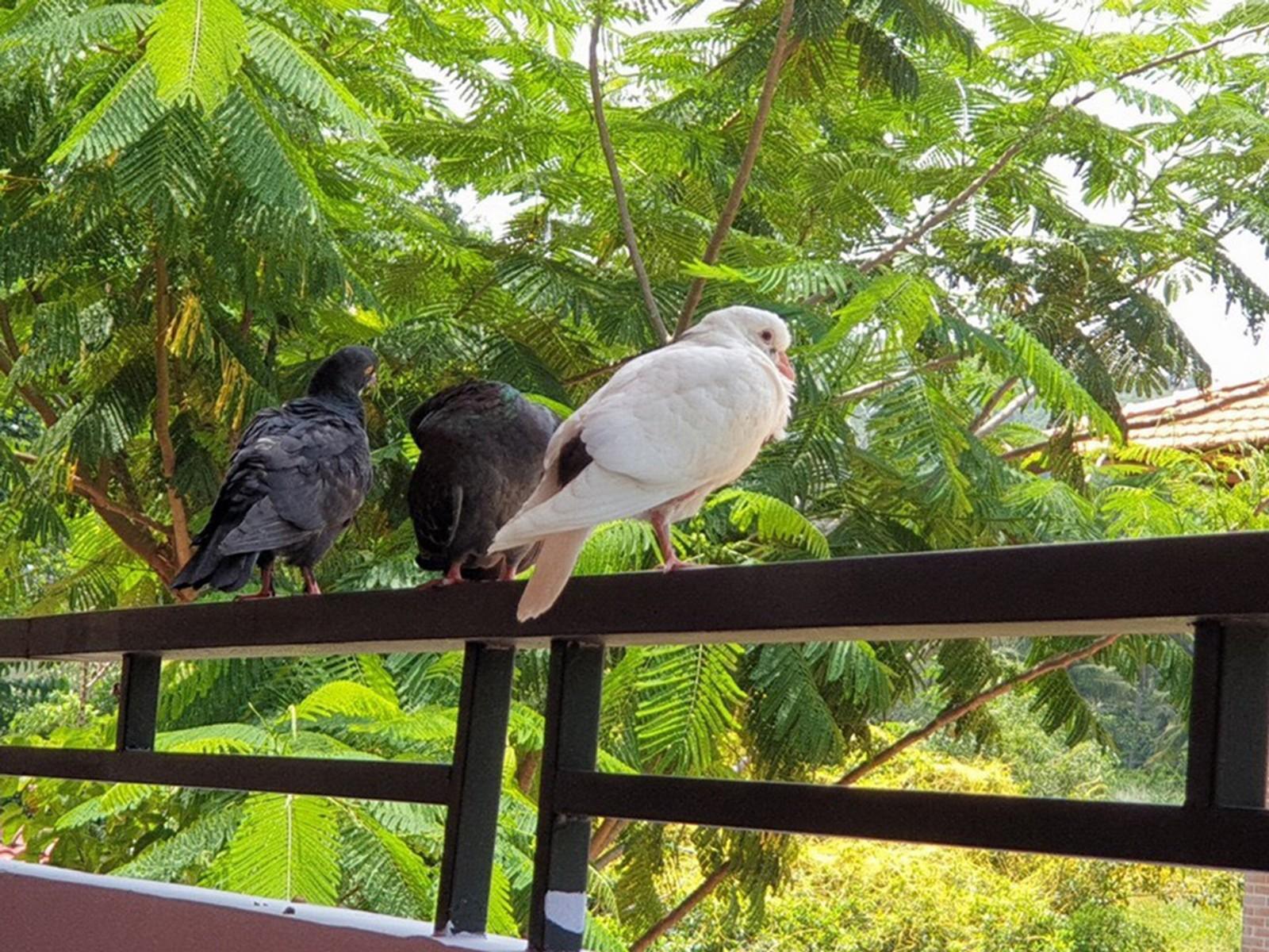 Countryside Phu Quoc Resort Esterno foto